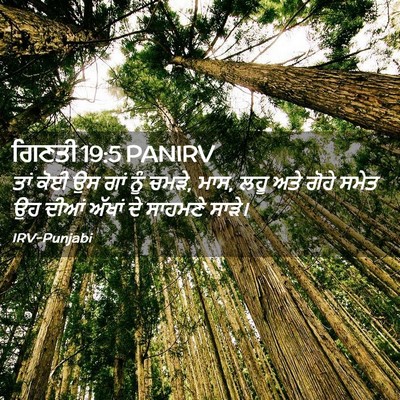 Picture 02 - ਗਿਣਤੀ 19:5 PANIRV - ਤਾਂ ਕੋਈ ਉਸ ਗਾਂ ਨੂੰ - Bible Verse Picture