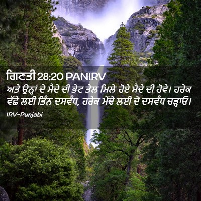 Picture 02 - ਗਿਣਤੀ 28:20 PANIRV - ਅਤੇ ਉਨ੍ਹਾਂ ਦੇ ਮੈਦੇ - Bible Verse Picture
