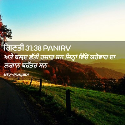 Picture 02 - ਗਿਣਤੀ 31:38 PANIRV - ਅਤੇ ਬਲ਼ਦ ਛੱਤੀ - Bible Verse Picture
