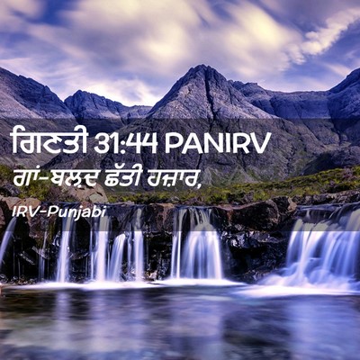 Picture 02 - ਗਿਣਤੀ 31:44 PANIRV - ਗਾਂ-ਬਲ਼ਦ ਛੱਤੀ - Bible Verse Picture