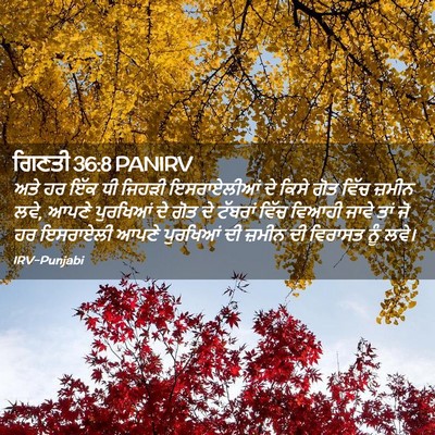Picture 02 - ਗਿਣਤੀ 36:8 PANIRV - ਅਤੇ ਹਰ ਇੱਕ ਧੀ ਜਿਹੜੀ - Bible Verse Picture