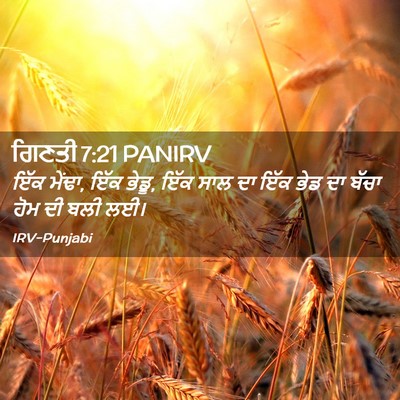 Picture 02 - ਗਿਣਤੀ 7:21 PANIRV - ਇੱਕ ਮੇਂਢਾ, ਇੱਕ - Bible Verse Picture