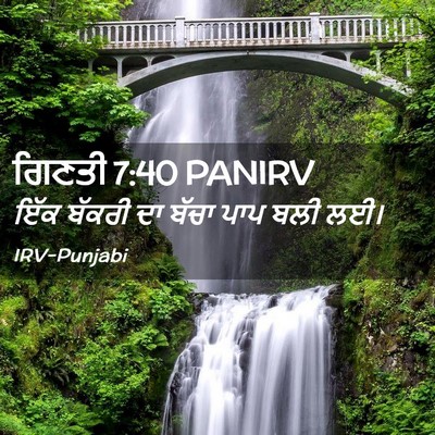 Picture 02 - ਗਿਣਤੀ 7:40 PANIRV - ਇੱਕ ਬੱਕਰੀ ਦਾ ਬੱਚਾ - Bible Verse Picture