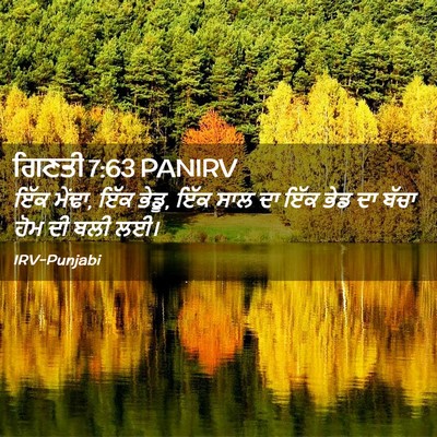 Picture 02 - ਗਿਣਤੀ 7:63 PANIRV - ਇੱਕ ਮੇਂਢਾ, ਇੱਕ - Bible Verse Picture