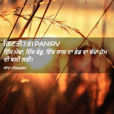 Picture 02 - ਗਿਣਤੀ 7:81 PANIRV - ਇੱਕ ਮੇਂਢਾ, ਇੱਕ - Bible Verse Picture