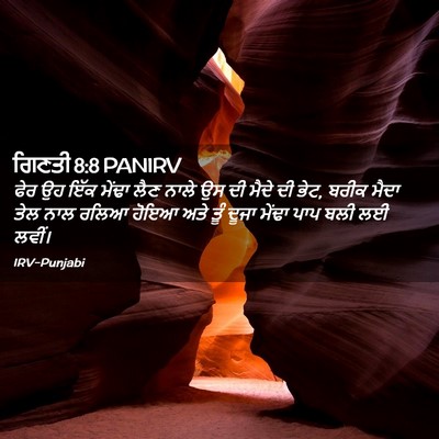 Picture 02 - ਗਿਣਤੀ 8:8 PANIRV - ਫੇਰ ਉਹ ਇੱਕ ਮੇਂਢਾ - Bible Verse Picture