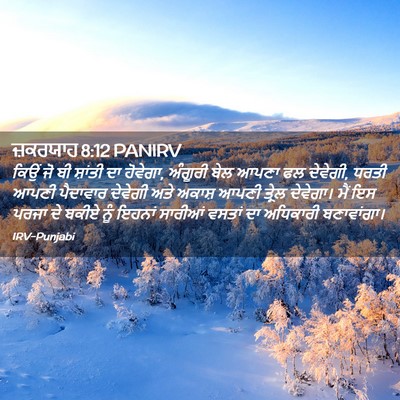 Picture 02 - ਜ਼ਕਰਯਾਹ 8:12 PANIRV - ਕਿਉਂ ਜੋ ਬੀ ਸ਼ਾਂਤੀ - Bible Verse Picture
