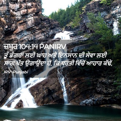 Picture 02 - ਜ਼ਬੂਰ 104:14 PANIRV - ਤੂੰ ਡੰਗਰਾਂ ਲਈ ਘਾਹ - Bible Verse Picture