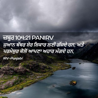Picture 02 - ਜ਼ਬੂਰ 104:21 PANIRV - ਜੁਆਨ ਬੱਬਰ ਸ਼ੇਰ - Bible Verse Picture