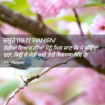 Picture 02 - ਜ਼ਬੂਰ 119:77 PANIRV - ਤੇਰੀਆਂ ਦਿਆਲ਼ਗੀਆਂ - Bible Verse Picture
