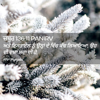 Picture 02 - ਜ਼ਬੂਰ 136:11 PANIRV - ਅਤੇ ਇਸਰਾਏਲ ਨੂੰ - Bible Verse Picture