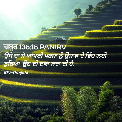 Picture 02 - ਜ਼ਬੂਰ 136:16 PANIRV - ਉਸੇ ਦਾ ਜੋ ਆਪਣੀ ਪਰਜਾ - Bible Verse Picture