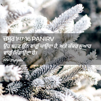 Picture 02 - ਜ਼ਬੂਰ 147:16 PANIRV - ਉਹ ਬਰਫ਼ ਉੱਨ ਵਾਂਗੂੰ - Bible Verse Picture