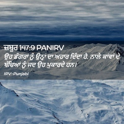 Picture 02 - ਜ਼ਬੂਰ 147:9 PANIRV - ਉਹ ਡੰਗਰਾਂ ਨੂੰ - Bible Verse Picture
