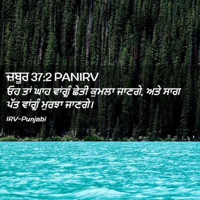 Picture 02 - ਜ਼ਬੂਰ 37:2 PANIRV - ਓਹ ਤਾਂ ਘਾਹ ਵਾਂਗੂੰ - Bible Verse Picture