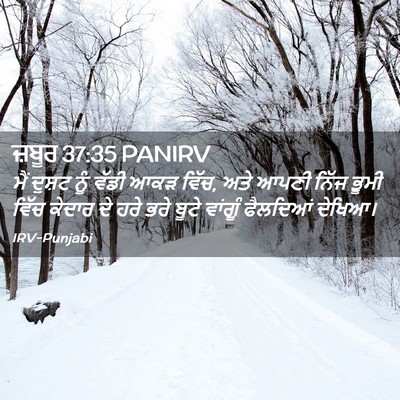 Picture 02 - ਜ਼ਬੂਰ 37:35 PANIRV - ਮੈਂ ਦੁਸ਼ਟ ਨੂੰ ਵੱਡੀ - Bible Verse Picture