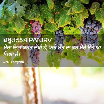 Picture 02 - ਜ਼ਬੂਰ 55:4 PANIRV - ਮੇਰਾ ਦਿਲ ਬਹੁਤ - Bible Verse Picture