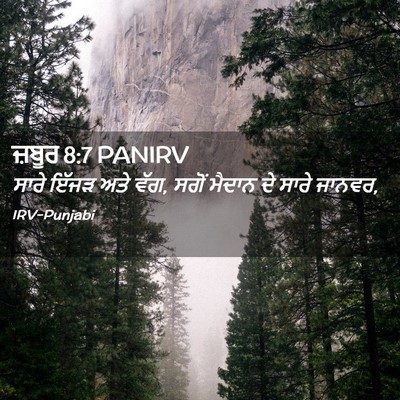 Picture 02 - ਜ਼ਬੂਰ 8:7 PANIRV - ਸਾਰੇ ਇੱਜੜ ਅਤੇ ਵੱਗ, - Bible Verse Picture