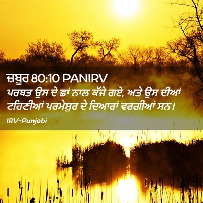 Picture 02 - ਜ਼ਬੂਰ 80:10 PANIRV - ਪਰਬਤ ਉਸ ਦੇ ਛਾਂ ਨਾਲ - Bible Verse Picture