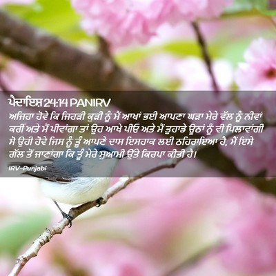 Picture 02 - ਪੈਦਾਇਸ਼ 24:14 PANIRV - ਅਜਿਹਾ ਹੋਵੇ ਕਿ - Bible Verse Picture