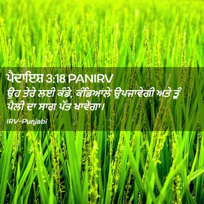 Picture 02 - ਪੈਦਾਇਸ਼ 3:18 PANIRV - ਉਹ ਤੇਰੇ ਲਈ ਕੰਡੇ, - Bible Verse Picture