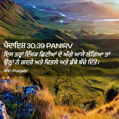 Picture 02 - ਪੈਦਾਇਸ਼ 30:39 PANIRV - ਇਸ ਤਰ੍ਹਾਂ ਇੱਜੜ - Bible Verse Picture