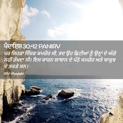 Picture 02 - ਪੈਦਾਇਸ਼ 30:42 PANIRV - ਪਰ ਜਿਹੜਾ ਇੱਜੜ - Bible Verse Picture
