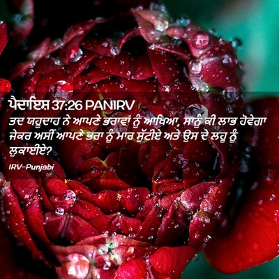 Picture 02 - ਪੈਦਾਇਸ਼ 37:26 PANIRV - ਤਦ ਯਹੂਦਾਹ ਨੇ ਆਪਣੇ - Bible Verse Picture