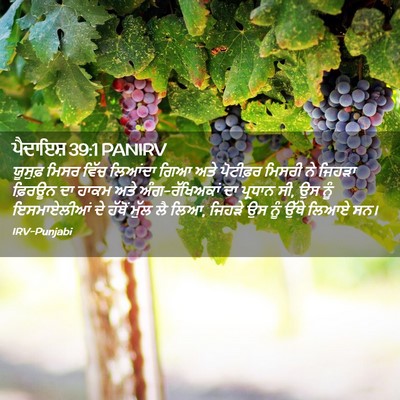 Picture 02 - ਪੈਦਾਇਸ਼ 39:1 PANIRV - ਯੂਸੁਫ਼ ਮਿਸਰ ਵਿੱਚ - Bible Verse Picture