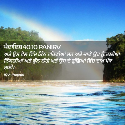Picture 02 - ਪੈਦਾਇਸ਼ 40:10 PANIRV - ਅਤੇ ਉਸ ਵੇਲ ਵਿੱਚ - Bible Verse Picture