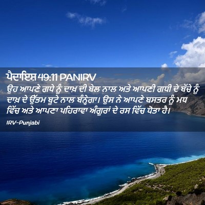 Picture 02 - ਪੈਦਾਇਸ਼ 49:11 PANIRV - ਉਹ ਆਪਣੇ ਗਧੇ ਨੂੰ - Bible Verse Picture