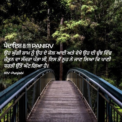 Picture 02 - ਪੈਦਾਇਸ਼ 8:11 PANIRV - ਉਹ ਘੁੱਗੀ ਸ਼ਾਮ ਨੂੰ - Bible Verse Picture