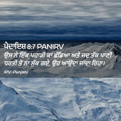 Picture 02 - ਪੈਦਾਇਸ਼ 8:7 PANIRV - ਉਸ ਨੇ ਇੱਕ ਪਹਾੜੀ ਕਾਂ - Bible Verse Picture