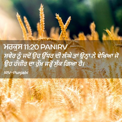 Picture 02 - ਮਰਕੁਸ 11:20 PANIRV - ਸਵੇਰ ਨੂੰ ਜਦੋਂ ਉਹ - Bible Verse Picture
