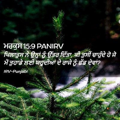 Picture 02 - ਮਰਕੁਸ 15:9 PANIRV - ਪਿਲਾਤੁਸ ਨੇ ਉਨ੍ਹਾਂ - Bible Verse Picture
