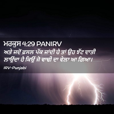 Picture 02 - ਮਰਕੁਸ 4:29 PANIRV - ਅਤੇ ਜਦੋਂ ਫ਼ਸਲ ਪੱਕ - Bible Verse Picture