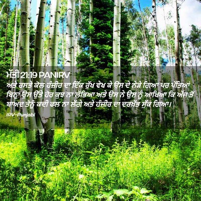 Picture 02 - ਮੱਤੀ 21:19 PANIRV - ਅਤੇ ਰਸਤੇ ਕੋਲ - Bible Verse Picture