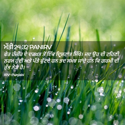 Picture 02 - ਮੱਤੀ 24:32 PANIRV - ਫੇਰ ਹੰਜ਼ੀਰ ਦੇ - Bible Verse Picture