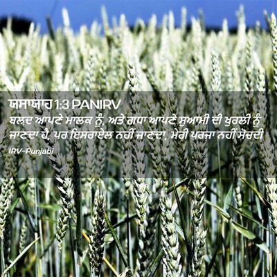 Picture 02 - ਯਸਾਯਾਹ 1:3 PANIRV - ਬਲ਼ਦ ਆਪਣੇ ਮਾਲਕ ਨੂੰ, - Bible Verse Picture
