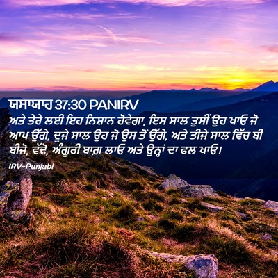 Picture 02 - ਯਸਾਯਾਹ 37:30 PANIRV - ਅਤੇ ਤੇਰੇ ਲਈ ਇਹ - Bible Verse Picture