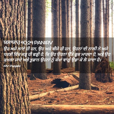 Picture 02 - ਯਸਾਯਾਹ 40:24 PANIRV - ਉਹ ਅਜੇ ਲਾਏ ਹੀ ਹਨ, ਉਹ - Bible Verse Picture