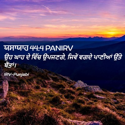 Picture 02 - ਯਸਾਯਾਹ 44:4 PANIRV - ਉਹ ਘਾਹ ਦੇ ਵਿੱਚ - Bible Verse Picture