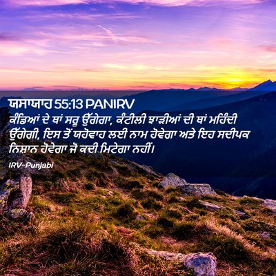 Picture 02 - ਯਸਾਯਾਹ 55:13 PANIRV - ਕੰਡਿਆਂ ਦੇ ਥਾਂ ਸਰੂ - Bible Verse Picture