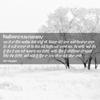 Picture 02 - ਯਿਰਮਿਯਾਹ 11:19 PANIRV - ਪਰ ਮੈਂ ਤਾਂ ਇੱਕ ਅਸੀਲ - Bible Verse Picture