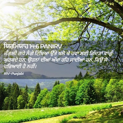 Picture 02 - ਯਿਰਮਿਯਾਹ 14:6 PANIRV - ਜੰਗਲੀ ਗਧੇ ਨੰਗੇ - Bible Verse Picture