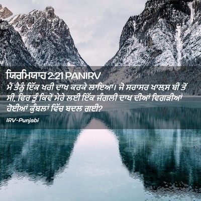 Picture 02 - ਯਿਰਮਿਯਾਹ 2:21 PANIRV - ਮੈਂ ਤੈਨੂੰ ਇੱਕ ਖਰੀ - Bible Verse Picture