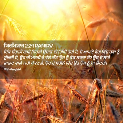 Picture 02 - ਯਿਰਮਿਯਾਹ 2:24 PANIRV - ਇੱਕ ਜੰਗਲੀ ਗਧੀ - Bible Verse Picture
