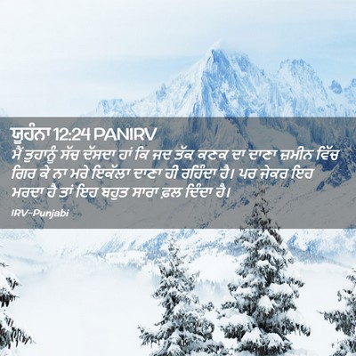 Picture 02 - ਯੂਹੰਨਾ 12:24 PANIRV - ਮੈਂ ਤੁਹਾਨੂੰ ਸੱਚ - Bible Verse Picture