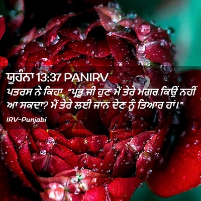 Picture 02 - ਯੂਹੰਨਾ 13:37 PANIRV - ਪਤਰਸ ਨੇ ਕਿਹਾ, - Bible Verse Picture