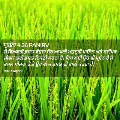 Picture 02 - ਯੂਹੰਨਾ 4:36 PANIRV - ਜੋ ਵਿਅਕਤੀ ਫ਼ਸਲ - Bible Verse Picture